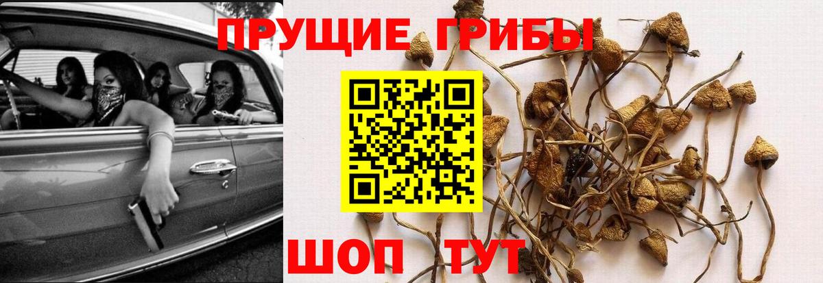 Галлюциногенные грибы Psilocybine cubensis  Псилоцибиновые грибы мицелий  Ленинск-Кузнецкий  Вход с VPN 